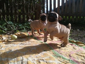  Продаются щенки мопса #1156987