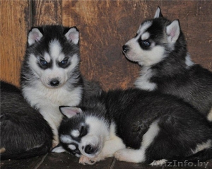 СРОЧНО! щенков Сибирский Хаски  #1162175