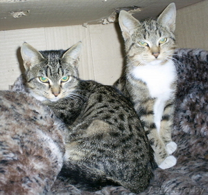 Симпатичные котята в дар #1163862