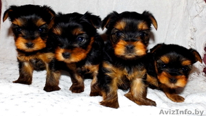 Продам щенков йоркширских терьеров  #1164451