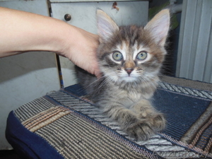 полосаты котята в дар. #1164222