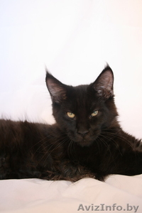 Котята мейн-кун из питомника #1168287