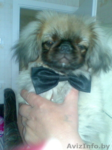 Вязка породистых собак #1165510