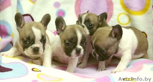 Французкий бульдог щенки. #1163852