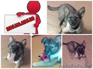 Очаровательный щенок в добрые руки #1162669