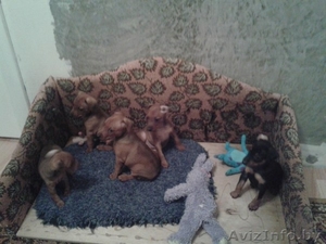 Продаются щенки цвергпинчера (карликовый доберман) #1158250