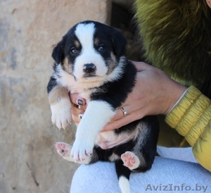 Крошечные щеночки на любой вкус! #1166831