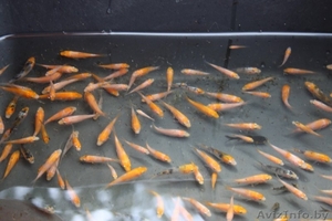 Карпы кои. мальки декоративного карпа кои 2-5 см. #1162950