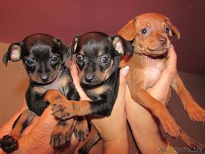 Той-терьер мини  #1163791