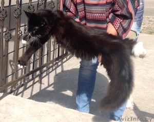 Мейн-куны черные,  серебрянные,  дымные,  мрамора и солиды. #1080754