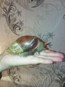 Отдам улиток в добрые руки #1162477