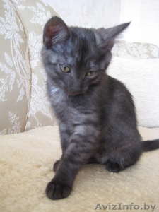 Котята в добрые и ласковые ручки!!! #1165591