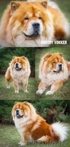 Чау-чау кабель для вязки #669649