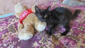 маленький котёнок ищет хороших добрых людей,  кому подарить свою ласку! #1165493