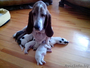 Щенки в дар бассет хаунд (мама бассет-хаунд,  отец не породный) #1160028