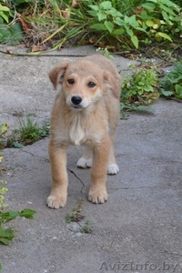 Щенуля в добрые и ответственные руки! #1161678