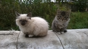 Котенок-мальчик в добрые и заботливые руки. #1159157