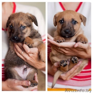 Красивые щеночки от небольшой собачки #1164228