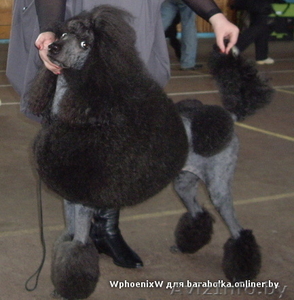 стрижка профессиональная #1154771