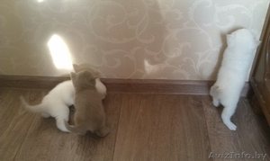 Продам  британских котят #1163883
