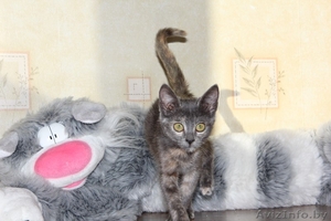 Котёнок Элси,  3 мес. ищет себе надёжного хозяина. #1169398