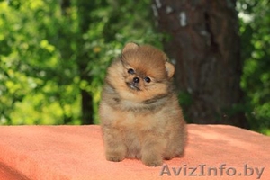 Померанский шпиц, медвежьего типа, щенки. #1022856