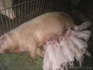 Поросята,  Ландрасы,  7-8 недель #1170544