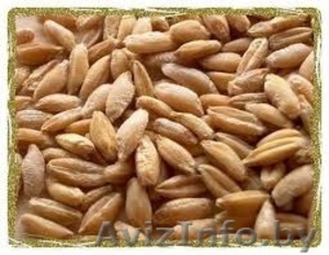 Куплю Тритикале фуражное #1122795