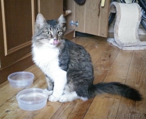 Найдена кошка (кот) тигрово-белый Минск,  Тракторный завод #1175996