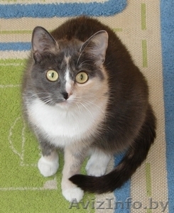 Оплачу услугу в приеме кошки #1182863