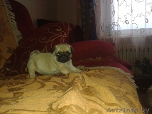 продается девочка мопса #1181619