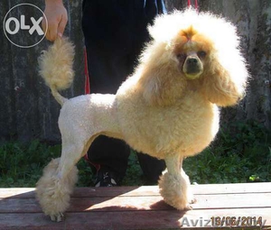 Стрижки собак.Опыт. #1172553