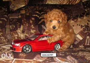 Щенки той-пуделя красного окраса #1179375