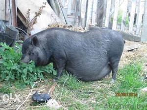 Качественные вьетнамские поросята #1179377