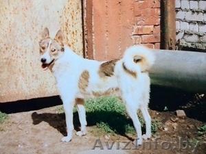 Западно-сибирская лайка #1177697