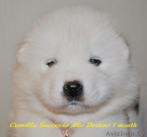 щенки самоеды (самоедская собака, самоедская лайка) #1180643