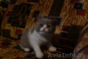 Британский котик. #1182933