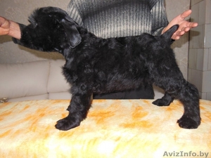 отличные щенки ризеншнауцера  #1169835