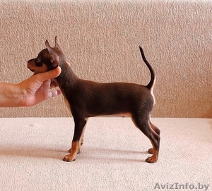  Щенки той-терьера коричнево-подпалого окраса  #1179289