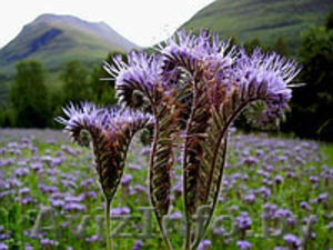 Семена фацелии урожай 2014года (500 кг) #1171922