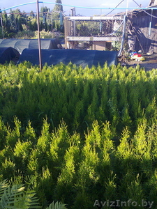 туя  западная смарагд #1174677