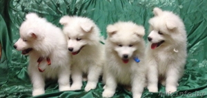 Щенки Самоеда от родителей-чемпионов #1174271