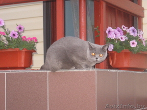 Чистокровные британские котята с полным комплектом документов #1182731