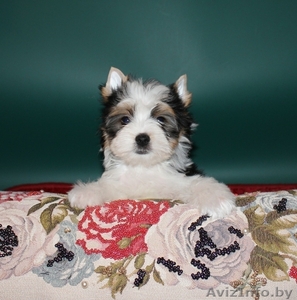 Красивые щенки бивер йоркширского терьера #1170209