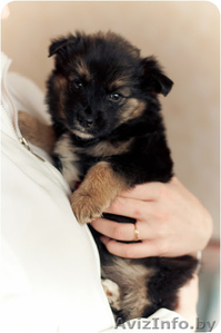 Щеночки крохотульки в дар! #1174906