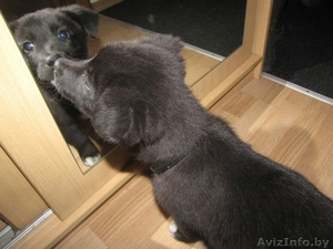 Комок позитива - Бася!!! #1182733