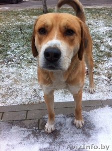 Самый добродушный пес на свете ищет хозяев #1181803