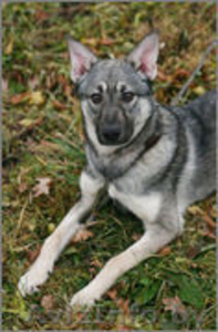 Вира- овчаристый щенок - девочка в дар!  #1161038