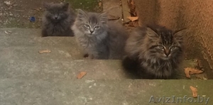 котята.пушистые малыши даром #1173692