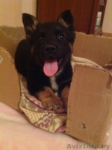 Щенок (девочка) в дар #1183571